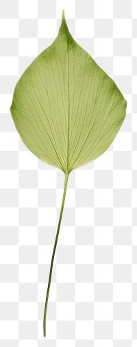 PNG  Real Pressed a minimal aesthetic green japanese iris leaf flower plant simplicity.