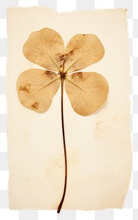 PNG  Real Pressed a minimal lovely lucky clover leaf flower plant paper.
