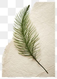 PNG  Real Pressed a minimal aesthetic green pine needle leaf plant paper tree.