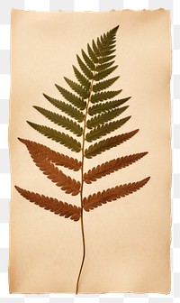 PNG  Real Pressed a minimal aesthetic pale Polypodium pine needle leaf plant paper fern.