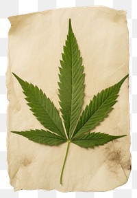 PNG  Real Pressed a minimal aesthetic green cannabis leaf herbs plant paper.