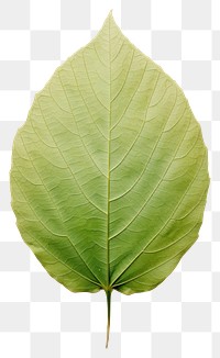 PNG  Real Pressed a minimal aesthetic green sunflower leaf plant tree freshness.