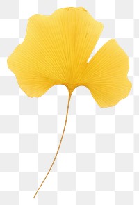 PNG  Real Pressed a minimal aesthetic yellow ginkgo leaf flower petal plant.