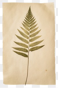 PNG  Real Pressed a minimal aesthetic pale pine needle leaf plant paper fern.