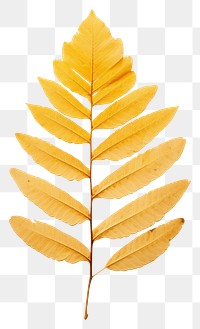 PNG  Real Pressed a minimal aesthetic autumn mimosa leaf plant tree pattern.