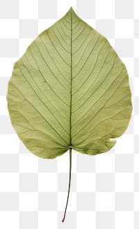 PNG  Real Pressed a minimal aesthetic green lotus leaf plant tree xanthosoma.