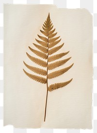 PNG  Real Pressed a minimal aesthetic pale Polypodium pine needle leaf plant paper fern.