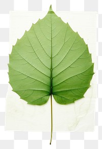 PNG  Real Pressed a minimal aesthetic green sunflower leaf plant tree sycamore.