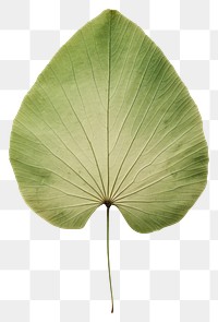 PNG  Real Pressed a minimal aesthetic green lotus leaf flower plant xanthosoma.