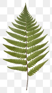 PNG  Real Pressed a minimal aesthetic green Polypodium leaf plant fern pattern