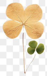 PNG  Real Pressed a minimal lovely lucky clover leaf plant fragility freshness.