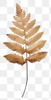 PNG  Real Pressed a minimal aesthetic pale oak leaf plant paper fern