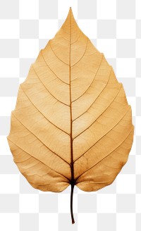 PNG  Real Pressed a minimal vibrant tropical leaf plant simplicity fragility.