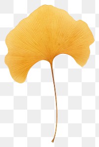 PNG  Real Pressed a minimal aesthetic yellow ginkgo leaf flower plant fragility.