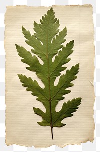 PNG  Real Pressed a minimal aesthetic green oak leaf plant paper herbs.