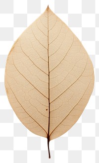 PNG  Real Pressed a minimal aesthetic eucalyptus leaf leaf flower plant tree.