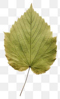PNG  Real Pressed a minimal aesthetic green grape leaf textured plant tree.