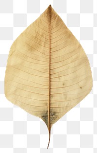 PNG  Real Pressed a minimal vibrant tropical leaf textured plant pattern.