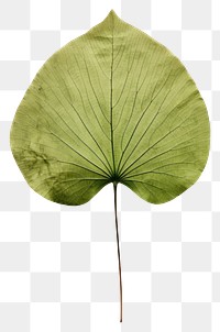 PNG  Real Pressed a minimal aesthetic green circle lotus leaf flower plant tree.
