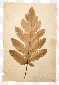 PNG  Real Pressed a minimal aesthetic pale oak leaf textured plant paper.