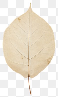 PNG  Real Pressed a minimal aesthetic eucalyptus leaf leaf plant tree fragility.