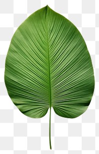 PNG  Real Pressed a minimal green palm leaf flower plant xanthosoma.