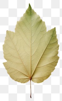 PNG  Real Pressed a minimal aesthetic green sunflower leaf plant tree fragility.