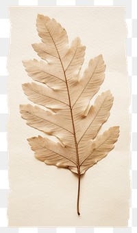 PNG  Real Pressed a minimal aesthetic pale oak leaf textured plant paper.