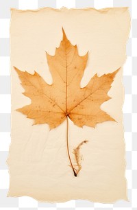 PNG  Real Pressed a serene autumn leaf plant paper tree.