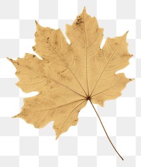 PNG  Real Pressed a serene grape leaf textured maple plant.