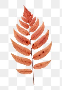 PNG  Real Pressed a serene rowan leaf plant red creativity.