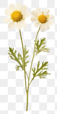 PNG Real pressed a single minimal Feverfew flower plant daisy