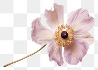 PNG Real Pressed a single anemone flower blossom petal plant