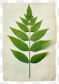 PNG  Real Pressed a rowan leaf green herbs plant paper.