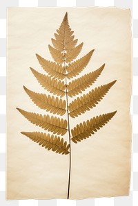 PNG  Real Pressed three minimal aesthetic pale Polypodium leaves leaf plant paper.