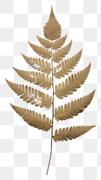 PNG  Real Pressed three minimal aesthetic pale Polypodium leaves leaf plant fern.