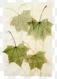 PNG  Real Pressed three minimal aesthetic green ivy leaves leaf plant paper.