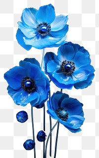 PNG Blue Anemones anemone flower plant. AI generated Image by rawpixel.