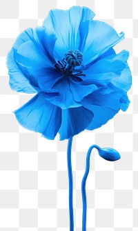 PNG Blue Poppy blue poppy inflorescence. AI generated Image by rawpixel.