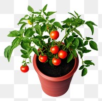 PNG  Vegetable tomato plant fruit. AI generated Image by rawpixel.