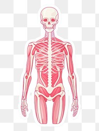 PNG  Human anatomy skeleton biology cartoon.