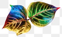 PNG Leaf leaf light plant.