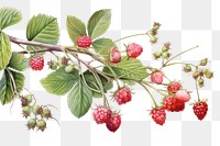 PNG Minimal berry strawberry raspberry nature.