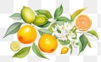 PNG Minimal citrus grapefruit lemon plant.