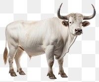 PNG Bull livestock cattle mammal.