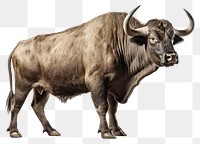 PNG Bull livestock wildlife buffalo.