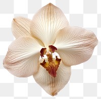 PNG  Orchid flower petal plant