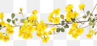 PNG Yellow flowers blossom nature plant.