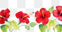 PNG Hibiscus flower nature plant.