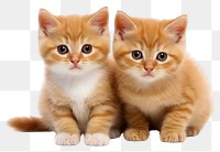 PNG  Kittens animal mammal pet. AI generated Image by rawpixel.